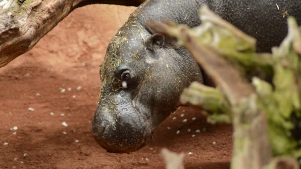 Pygmy Nijlpaard Een Natuurpark Zoo Genoemd Liberiensis — Stockvideo