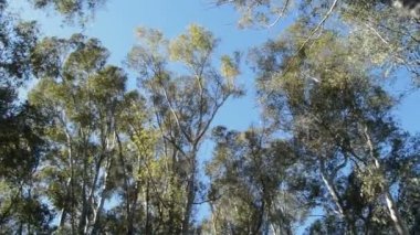 Okaliptüs ağaçları rüzgarla hareket