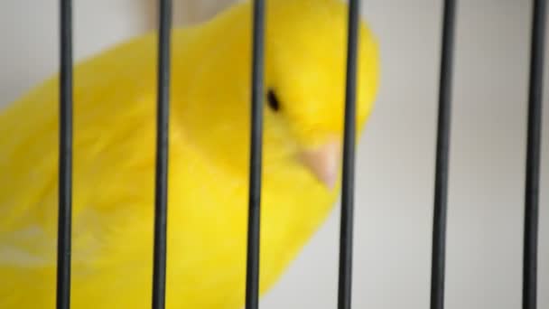 Oiseau Jaune Dans Une Cage — Video