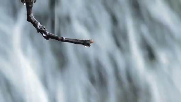 瀑布中一棵树的干树枝滑倒的水滴 — 图库视频影像