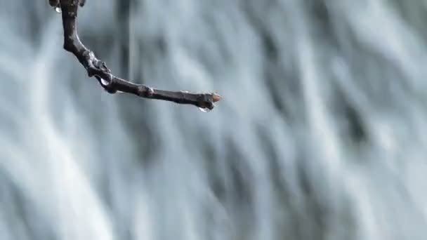 Gotas Agua Deslizándose Cayendo Una Rama Seca Árbol Una Cascada — Vídeos de Stock