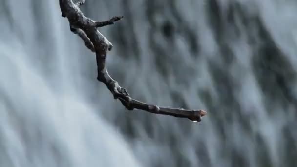 Waterdrops Glijden Vallen Een Droge Tak Van Een Boom Een — Stockvideo