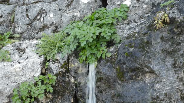 Natürliches Wasser Das Aus Dem Berg Fließt — Stockvideo