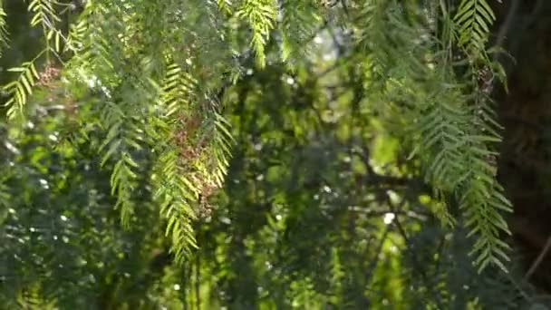 Green Leaves Tree Sunset — Stock Video