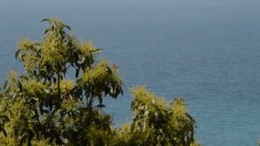 Arka plan denizde ile avokado yaprağı