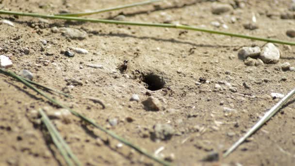 Entrada Para Formigueiro Com Formigas Indo Vindo — Vídeo de Stock