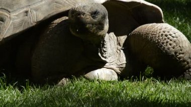 Galapagos dev kaplumbağa yemek - Chelonoidis nigra