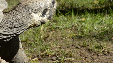 Büyük galapagos dev kaplumbağa yürüyüş-Chelonoidis nigra