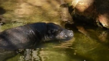 Pigme suaygırı batış bir nehir - Choeropsis liberiensis
