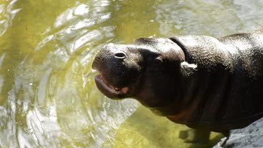 Pigme suaygırı nehre - Choeropsis liberiensis yemek