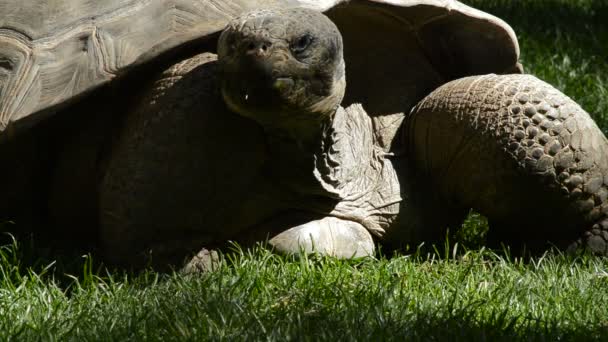 Galapagos Giant Turtoise Eating Chelonoidis Nigra — стоковое видео