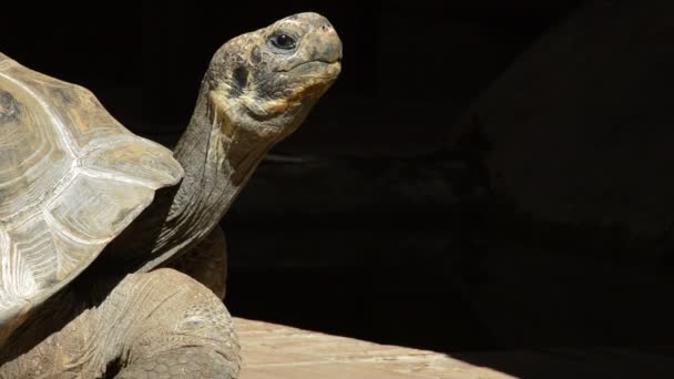 Tartaruga Gigante Galápagos Olhando Redor Chelonoidis Nigra — Vídeo de Stock