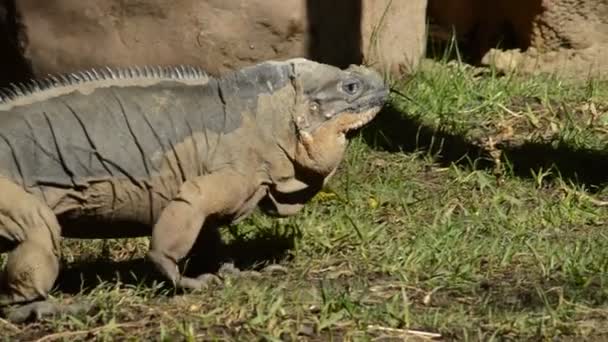 Iguana Rinoceronte Caminando Tomando Sol Cyclura Cornuta — Vídeos de Stock