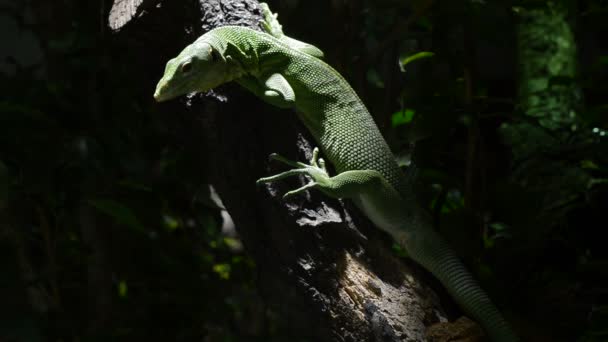 Emerald Tree Monitor Lizard Green Tree Monitor Tree Varanus Pras — Stock Video