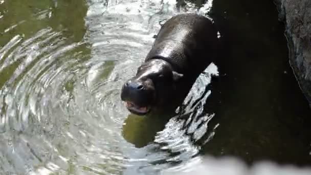 Pigmeo Ippopotamo Che Mangia Fiume Choeropsis Liberiensis — Video Stock