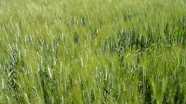 Rüzgar hareketli kulakları yeşil alan