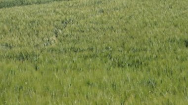 Rüzgar rüzgarlı gün hareketli yeşil kulakları alan