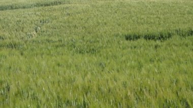 Rüzgar yeşil kulakları alanına taşıma