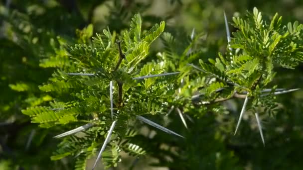 植物中的刺和荆棘 — 图库视频影像