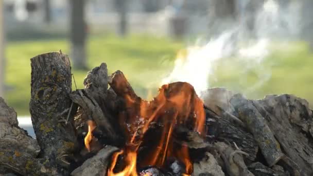 Logs Lenha Queimando Uma Fogueira Fogueira Pôr Sol — Vídeo de Stock