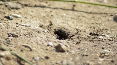 Ant hill ile girme ve bırakarak karıncalar