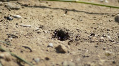 Girme ve bir ant hill bırakarak karıncalar
