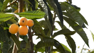 Yenidünya ağacında bir tarım plantasyon içinde medlars