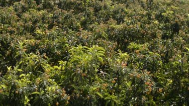 Yenidünya plantasyon ağaçlarıyla dolu medlars sabah
