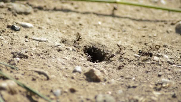 Ameisenhaufen Mit Ameisen Die Ein Und Ausgehen — Stockvideo