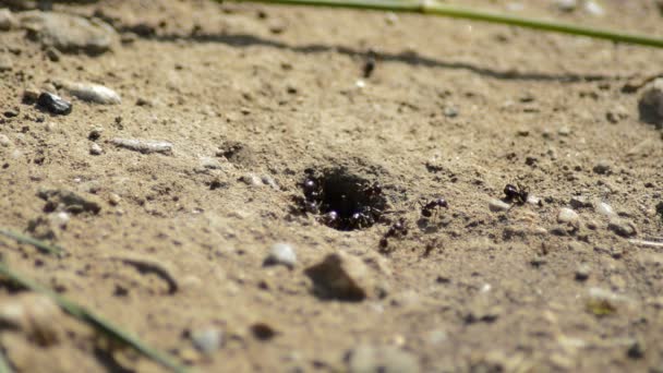 Ameisen Betreten Und Verlassen Einen Ameisenhaufen — Stockvideo