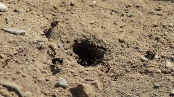 Boca Entrada Para Formigueiro Com Formigas Indo Vindo — Vídeo de Stock