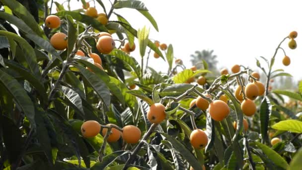Μούσμουλα Φρούτων Έναν Κλάδο Ενός Δέντρου Loquat Μια Φυτεία Γεωργικών — Αρχείο Βίντεο