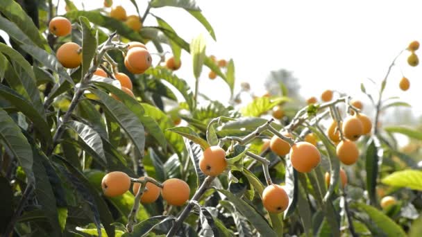 Mispeln Früchte Einem Zweig Eines Mispelbaums Einer Landwirtschaftlichen Plantage — Stockvideo