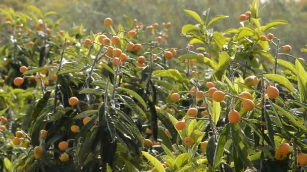 Loquats Plantation Trees Full Medlars Sunny Day — Stock Video