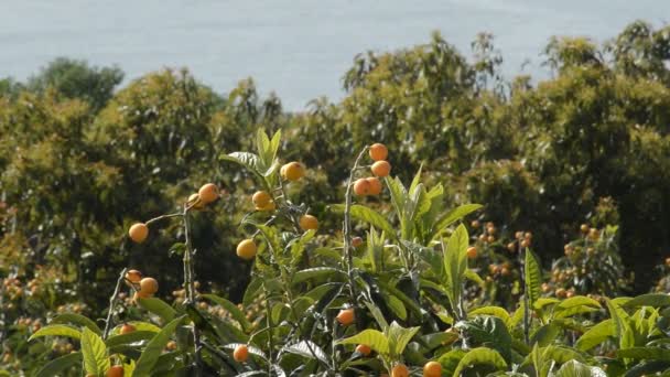 Yenidünya Medlars Birlikte Tarım Ekimi Denizde Ağaç — Stok video