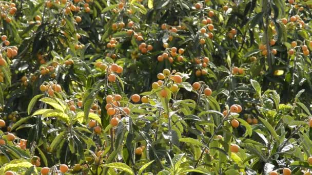 Naspolya Gyümölcs Loquat Mezőgazdasági Ültetvény — Stock videók