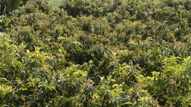 Mispeln Mispelbaum Auf Einer Landwirtschaftlichen Plantage — Stockvideo