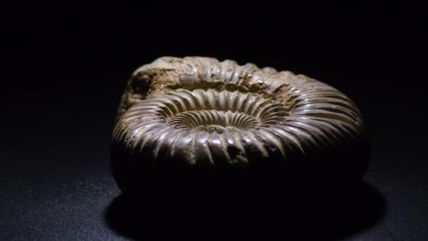 Gyroscopie Fossile Ammonite Avec Fond Noir — Video