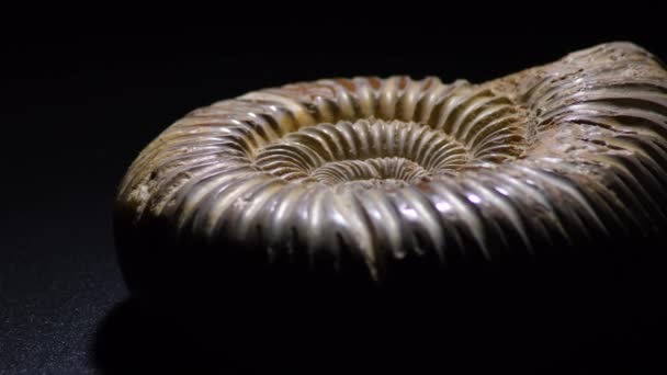 Prehistoric Fossil Ammonite Gyrating Black Background — Stok video