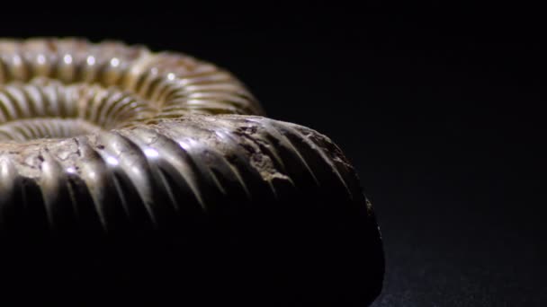 Ammonite Fossil Gyrating Black Background — ストック動画