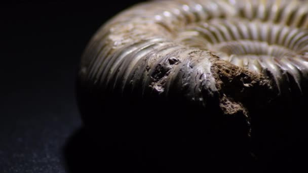 Ammonite Fósil Prehistórico Giroscopio Con Fondo Negro — Vídeos de Stock