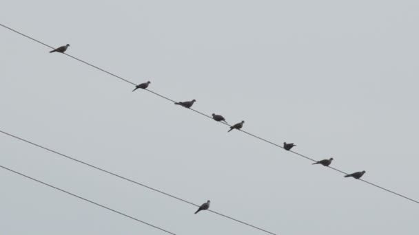 Vögel Einem Trüben Tag Auf Einem Stromkabel — Stockvideo