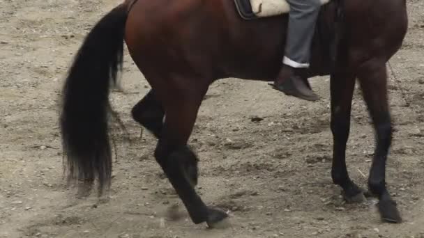 Cavalo Espanhol Realizando Uma Exposição Equestre — Vídeo de Stock