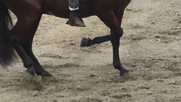 Caballo Andaluz Que Realiza Una Exposición Ecuestre — Vídeos de Stock