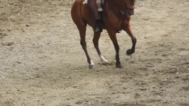 Cavalo Espanhol Realizando Uma Exposição Equestre — Vídeo de Stock