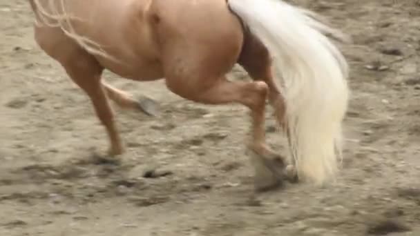 Spanish Horse Trotting Galloping Equestrian Exhibition — Stock Video