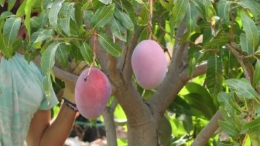 Mango ağacında sallanan mango meyveleri topluyorum.
