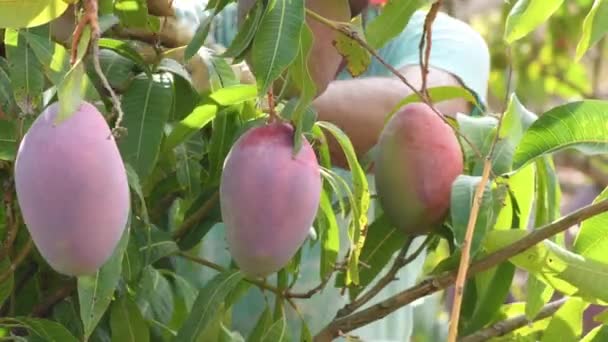 Trabajador Agrícola Cosechando Mango Con Tijera — Vídeo de stock