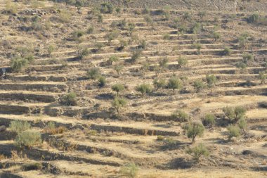 Bancales veya eski tarım terasları İspanya 'nın güneyinde el yapımı
