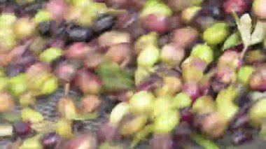 Yağ değirmenindeki bir konveyörde çalışan zeytinler. Ekstra Bakire Zeytinyağı Yapımı